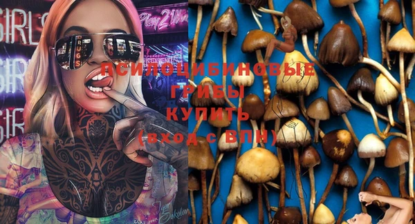 прущие грибы Алзамай