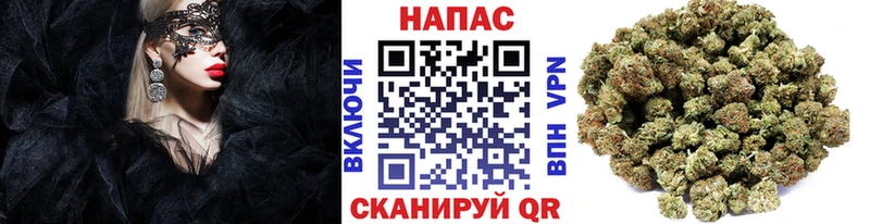 наркотики  Бирюч  Канабис сатива 